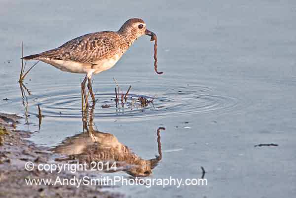 Willet with Worm
