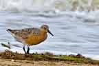 REd Knot