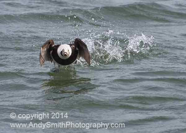 Long-tailed Duck Male Taking Off