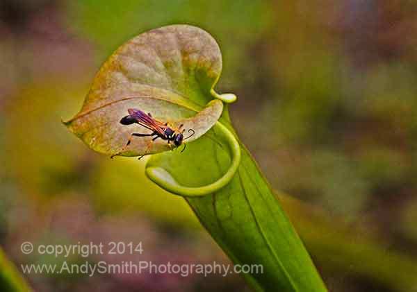 Wasp on Pitcher Plant