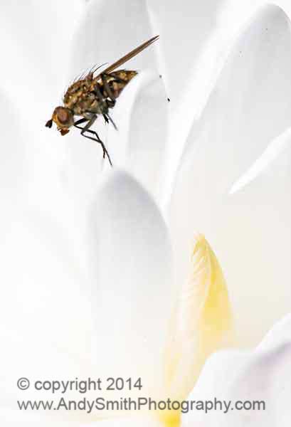 Yellow Dung Fly on DOuble Bloodroot