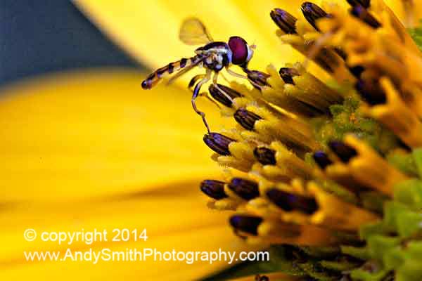 Syrphid Fly on Black-eyed Susan