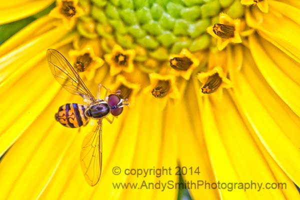 Syrphid Fly on a Black-eyed Susan