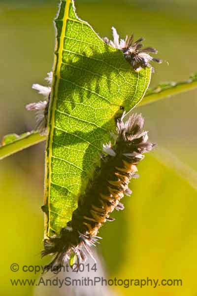 Caterpillars of Milkweed Tussock Moth