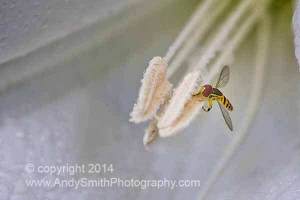 Syrphid Fly on a Lilly