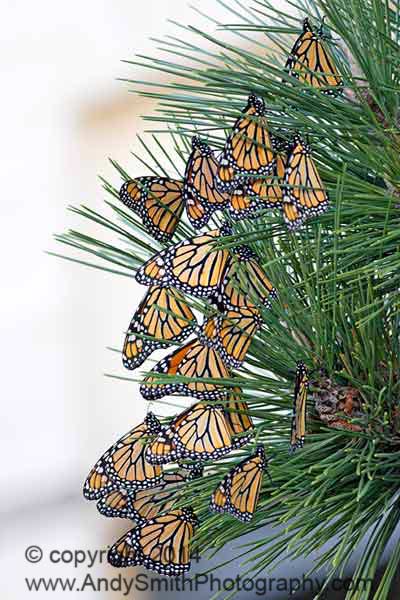 Monarchs in Migration