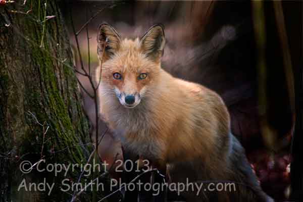 Red Fox at Forsythe National wildlife Refuge