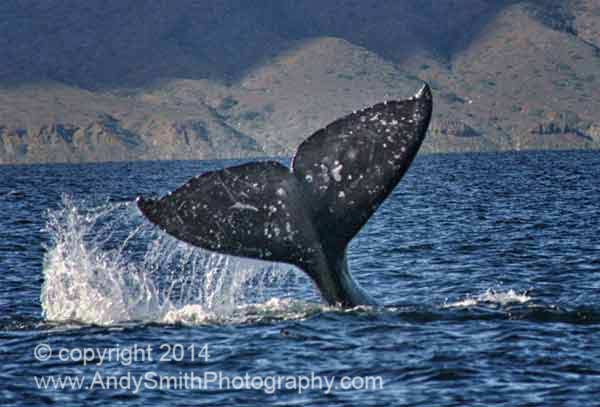 Gray Whale Fluke on the Magdalena Bay