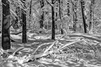 Fallen Tree in Snow Valley Forge Park