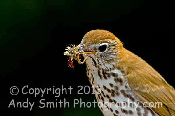 Wood Thrush with a Mouthful