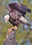 Bald Eagle at John Heinz NWR