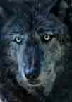 ALpha Male WTimer Wolf