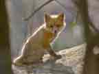red fox kit in valley forge national park