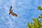 juvenile eagle soaring
