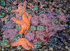 Purople Ochre Sea Stars at base of Haystock Rock