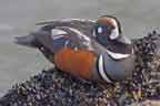male harlequin duck resting
