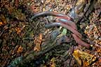 Three millipedes on the appalachian trail