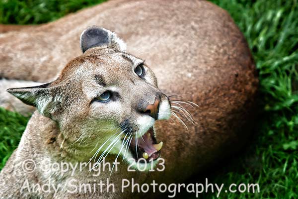 Couger or mountain lion