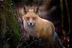 red fox at forsythe